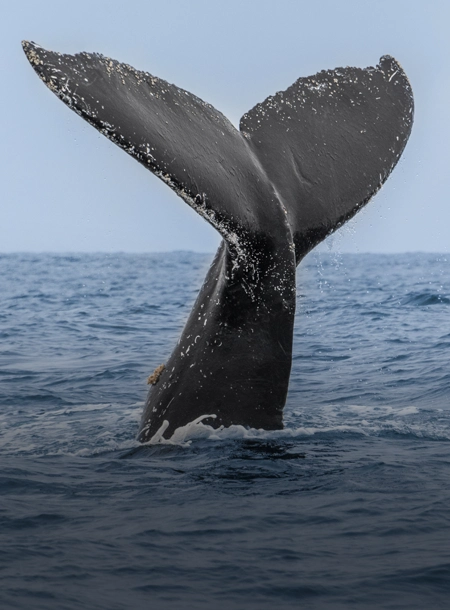 Observation des baleines à Mirissa